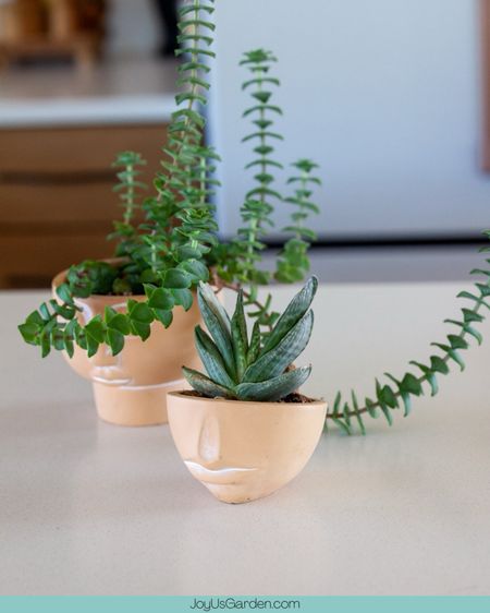 Face planters are really popular right now. They are unique planters and great gift ideas for the plant lover in your life perfect for holding succulents house plants indoor plants it will live in up any space and bring a smile to everyone who sees it. #planter #plants #homedecor #garden #planters #plant #pottery #gardening#plantsmakepeoplehappy #plantlover #ceramics #indoorplants #interiordesign #houseplants #pot #nature #pots #plantlife #home #interiordesign #home #interior #decor #design #homedesign #homesweethome #decoration #furniture #interiors #homedecoration #interiordecor #interiorstyling #homestyle #homeinspo #inspiration #etsy #etsyfinds #LTKunder50 #LTKunder100