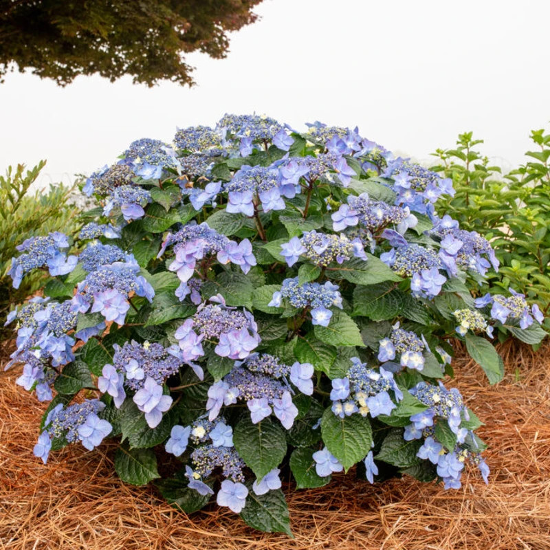 Endless Summer® Pop Star™ Hydrangea | Plant Addicts