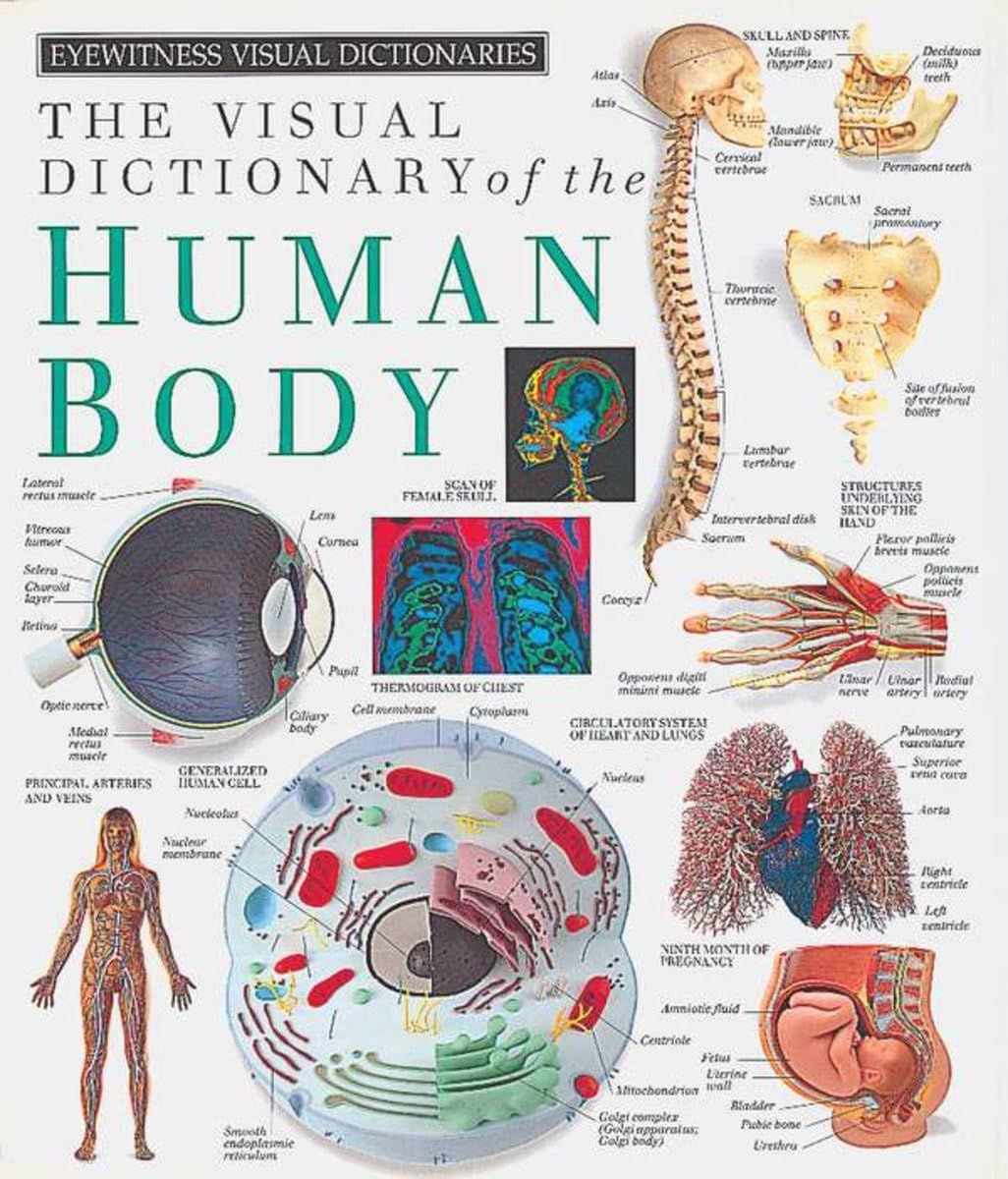 Eyewitness Visual Dictionaries: The Visual Dictionary of the Human Body (DK Eyewitness)     Hardc... | Amazon (US)