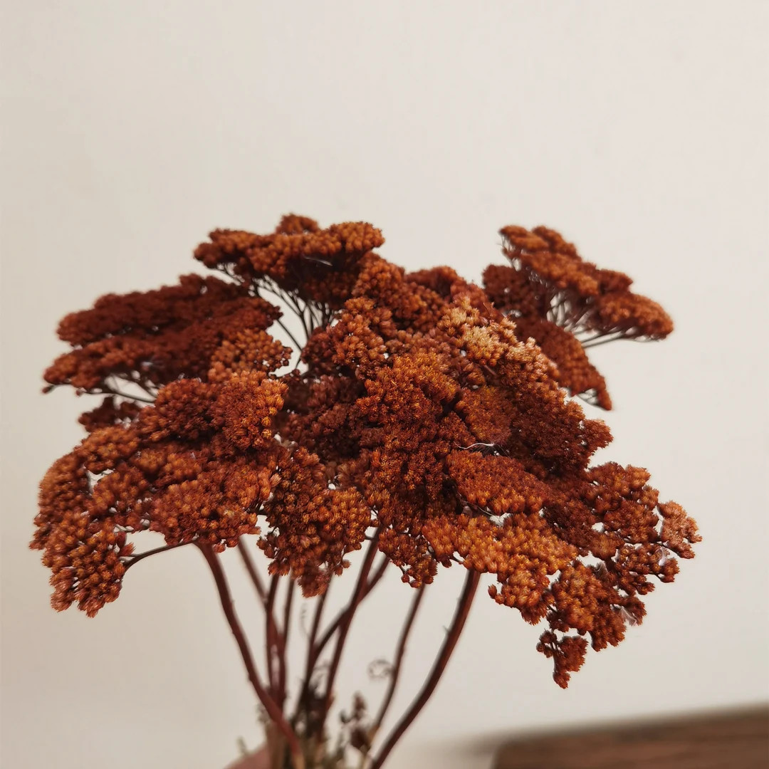10 Stems Orange Dried Yarrow Bunch Dried Yarrow Golden - Etsy | Etsy (US)