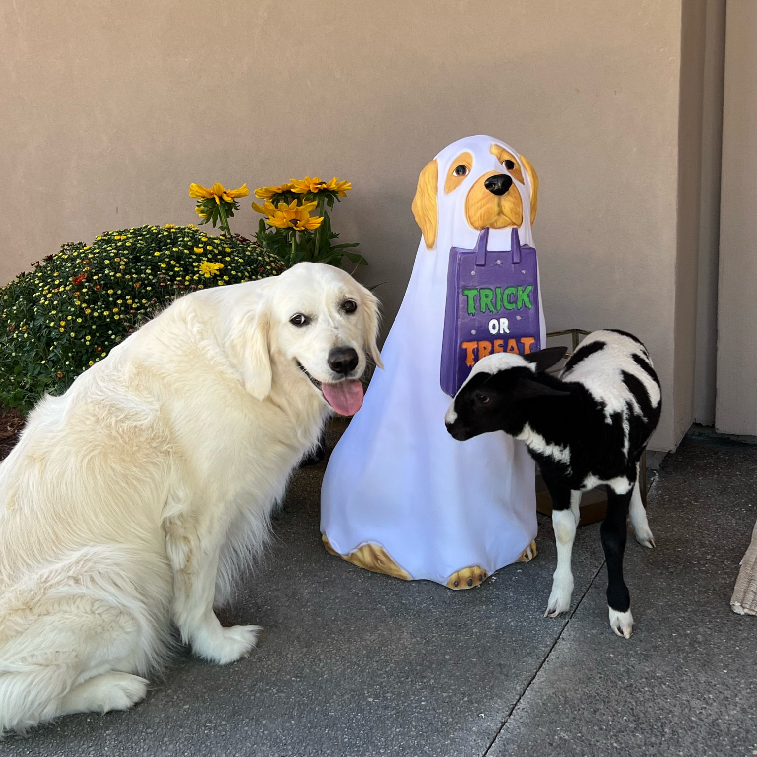 The perfect fall and Halloween porch addition! Where are all my golden retriever lovers at? You need this!😭🥹🎃

#LTKHoliday #LTKSeasonal #LTKhome