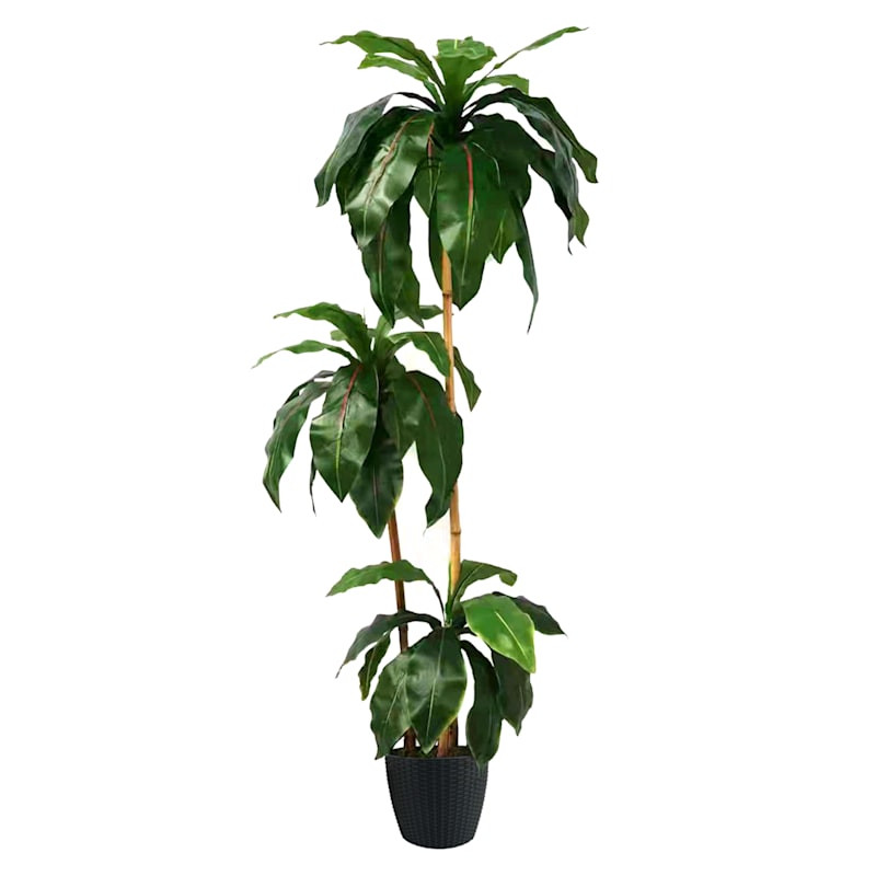 3-Head Potted Bird's Nest Tree, 5.5' | At Home