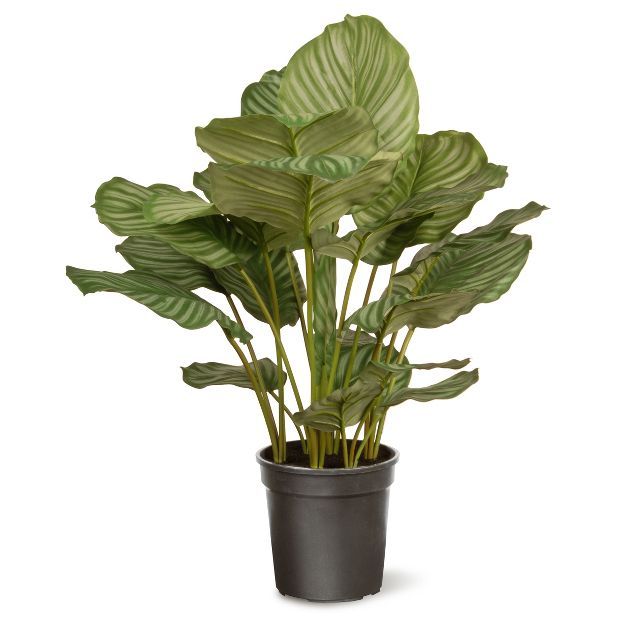 Garden Accents Artificial Calathea Plant 30" - National Tree Company | Target