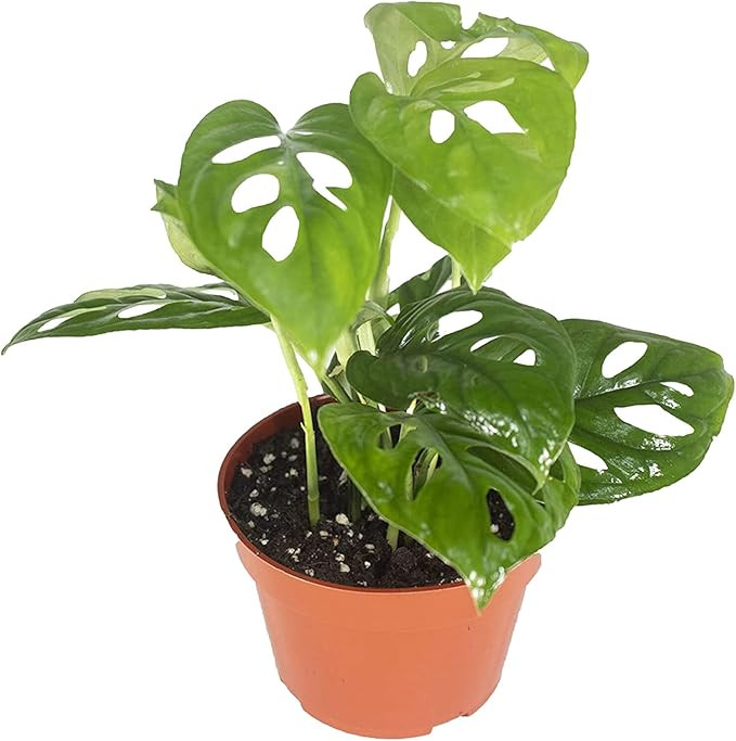 California Tropicals Monstera Adansonii Real Live Indoor Houseplants - Big Low Light Tropical Pla... | Amazon (US)