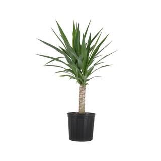 United Nursery Yucca Cane Plant in 9.25 in. Grower Pot-21955 - The Home Depot | The Home Depot