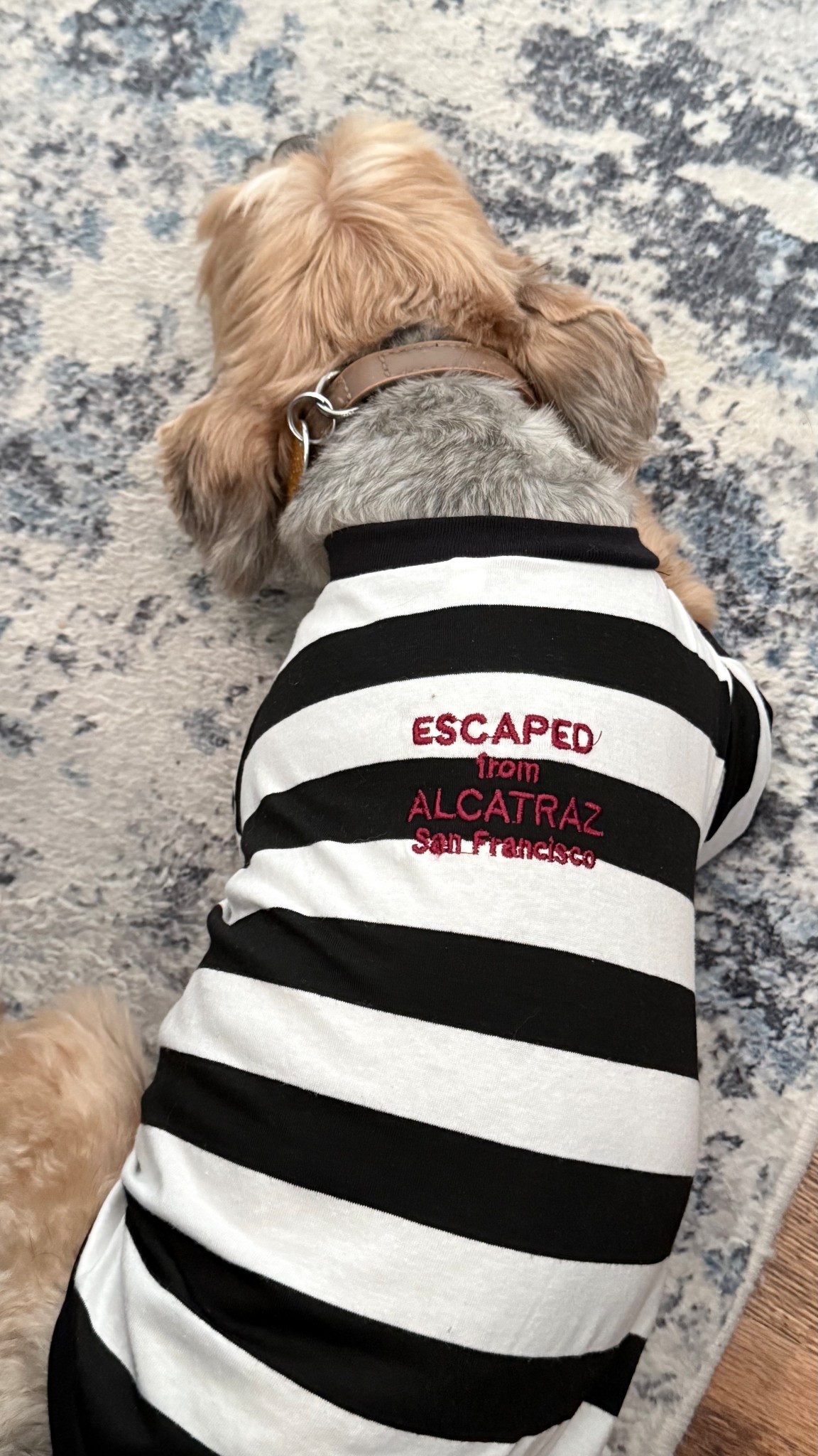 When your sister goes to California and brings you a cool souvenir! 

#LTKTravel #LTKStyleTip #LTKPets