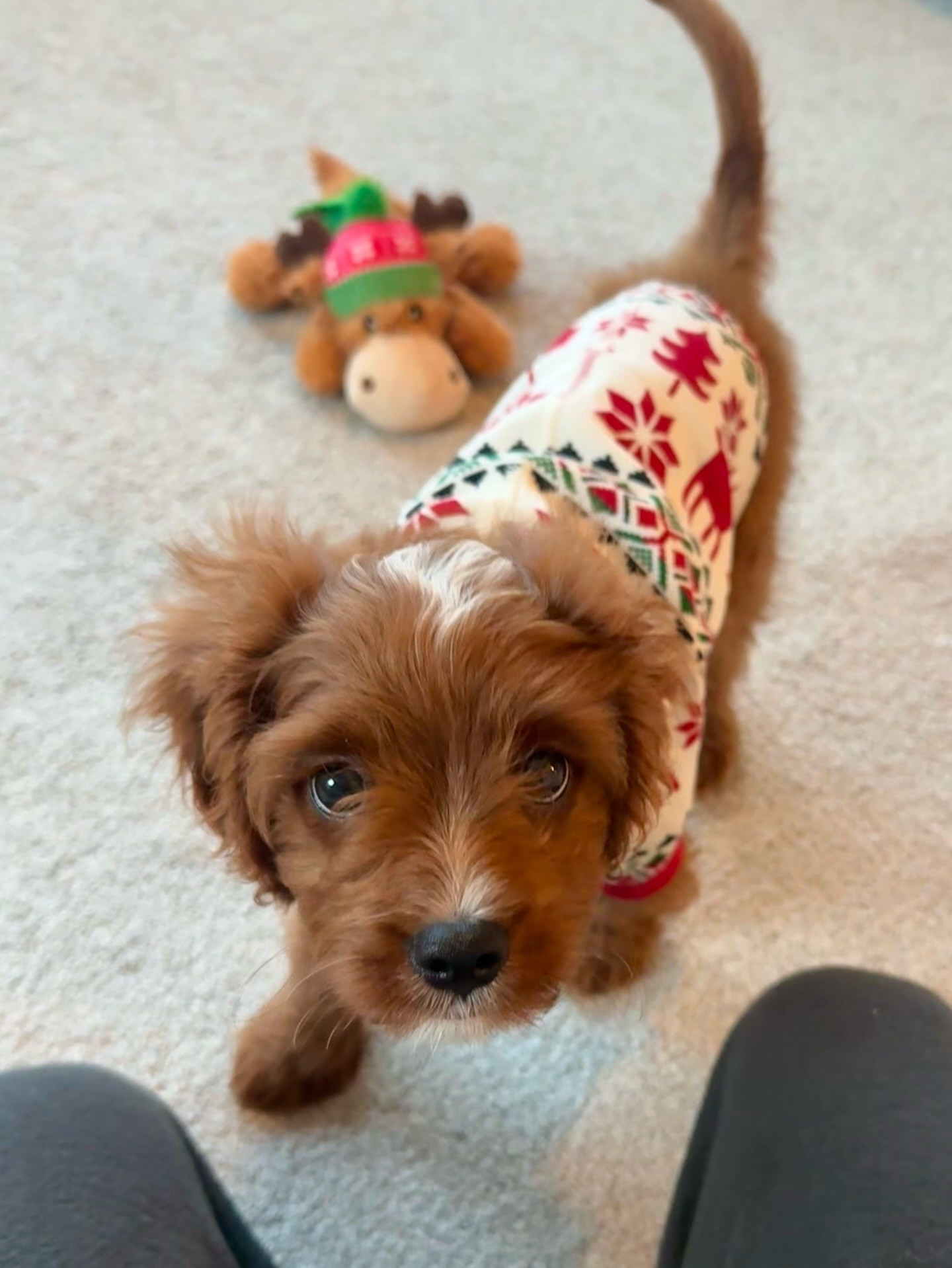 Okay so these pajamas come in a set for the entire family and I’ve linked everything. They are such good quality. I’ve had my set for years and it’s still in great condition. I just bought Louie’s and he loves it. 

#LTKSaleAlert #LTKmomlife #LTKHoliday