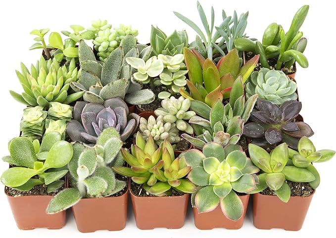 Altman Plants, Live Succulent Plants (20 Pack) Assorted Potted Succulents Plants Live House Plant... | Amazon (US)