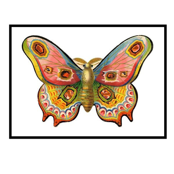 Multicolored Moth | Urban Garden Prints