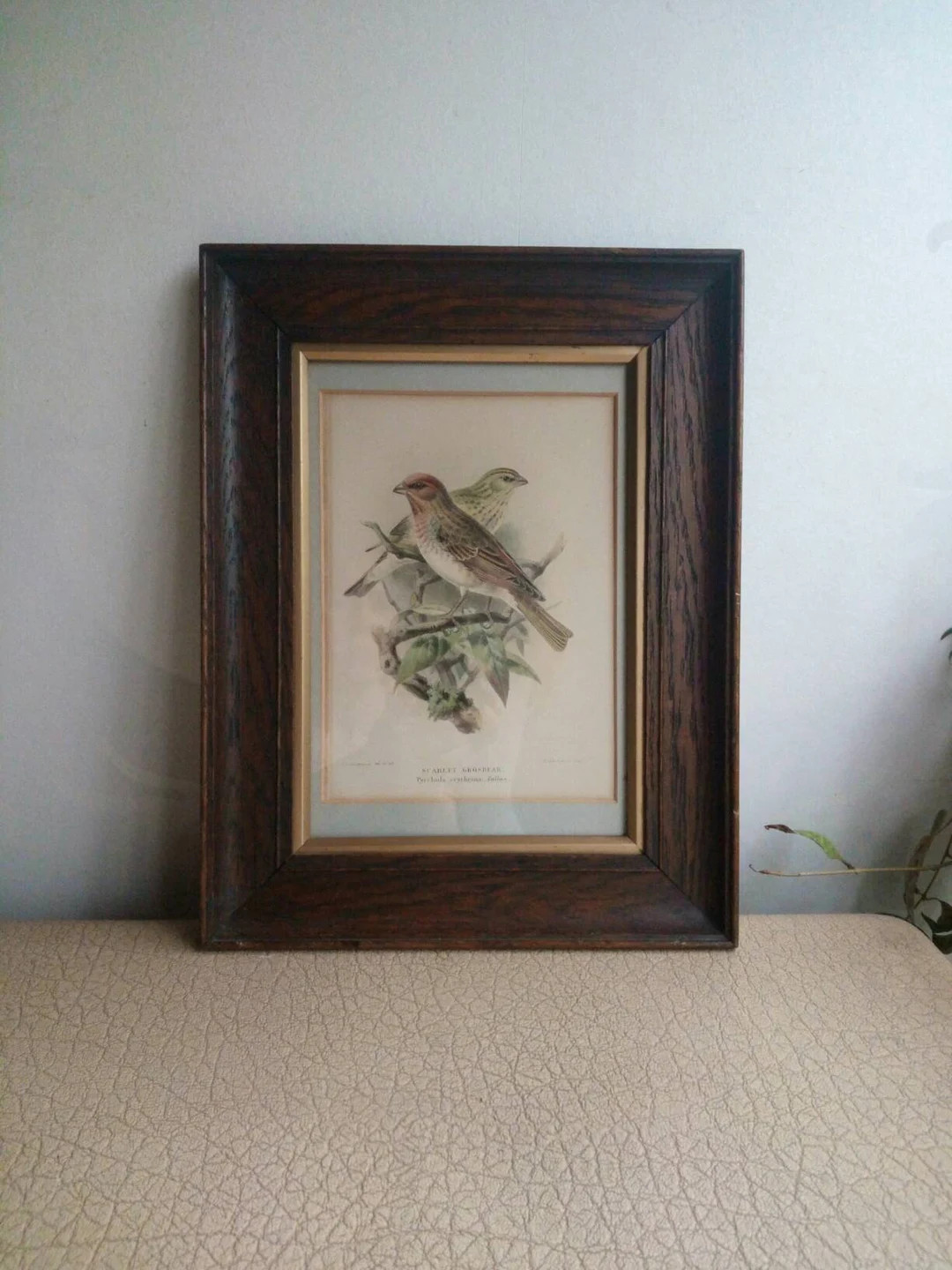 Framed Antique Bird Print of a Pair of Red Sparrows After Work by Keulemans 1875 Scarlet Grosbeak... | Etsy (US)