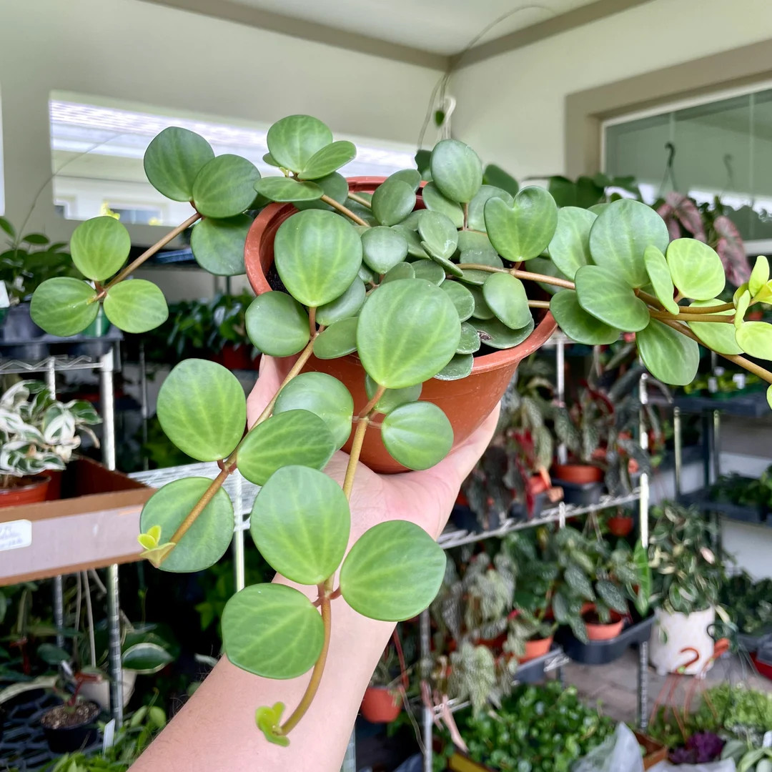 Peperomia 'hope' - potted houseplant | Etsy (US)