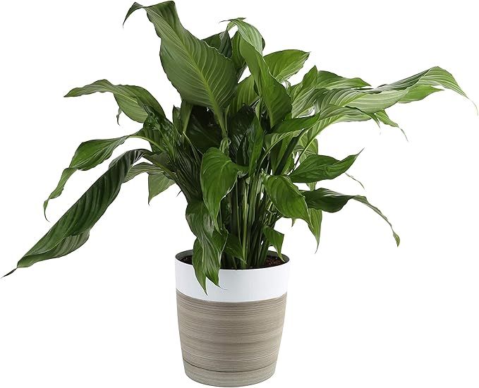 Costa Farms Peace lily, Spathiphyllum Live Indoor Plant, 3-Foot | Amazon (US)