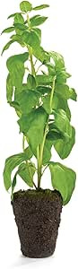 Napa Home & Garden Conservatory Basil HERB Drop-in 18-INCH | Amazon (US)