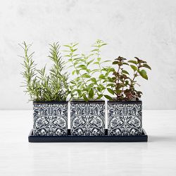 Morris &amp; Co. x Williams Sonoma Bluebell Herb Planter Set | Williams-Sonoma
