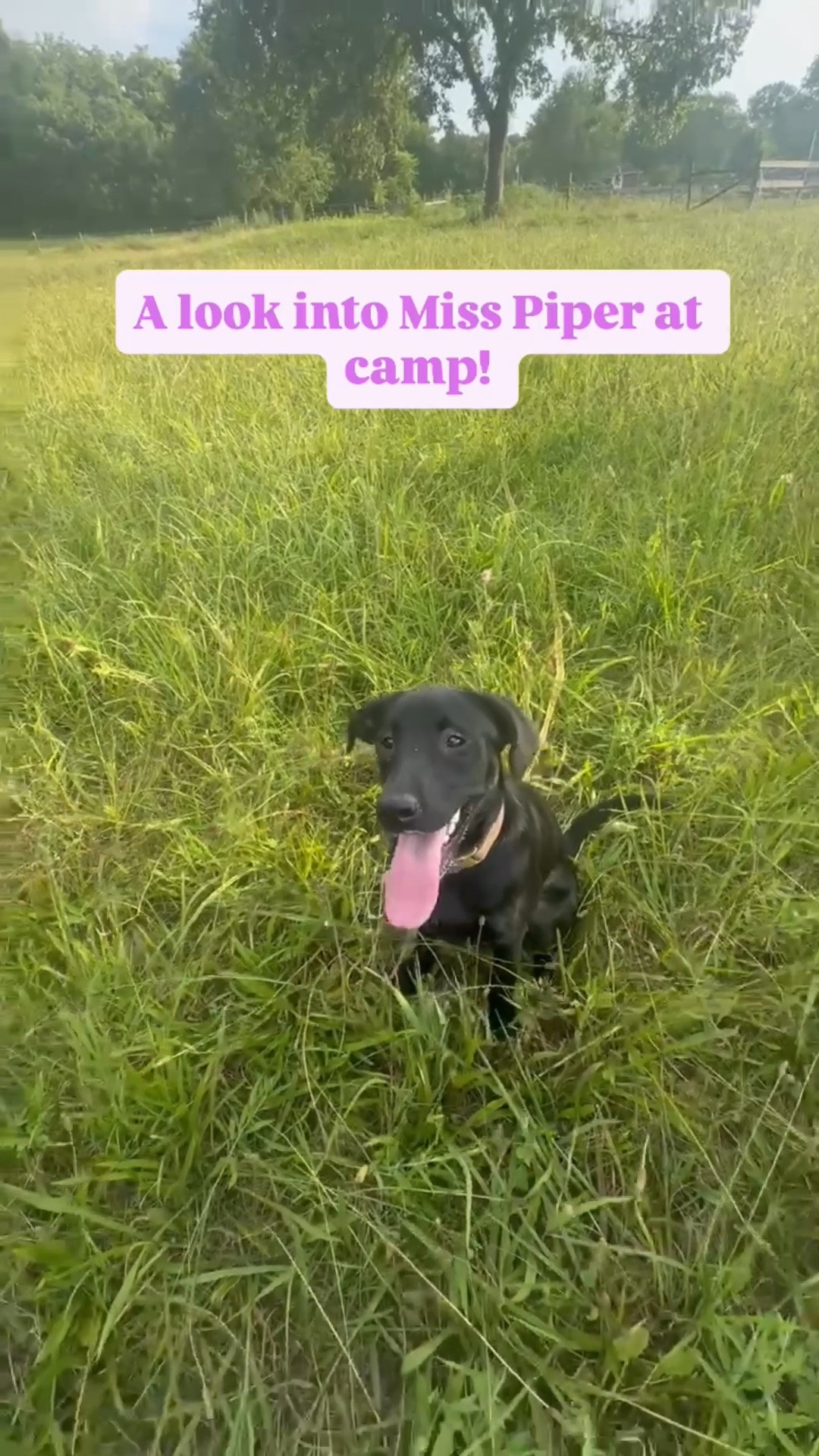 Some videos from Miss Piper at camp!! She learned SO much while she was there; new commands, how to play in the water, and how to walk off leash!! We are endlessly grateful to her trainer - if anyone in the Nashville area needs a GREAT one, send me a message! I’d love to pass her info along 🤍🐾

#LTKPets