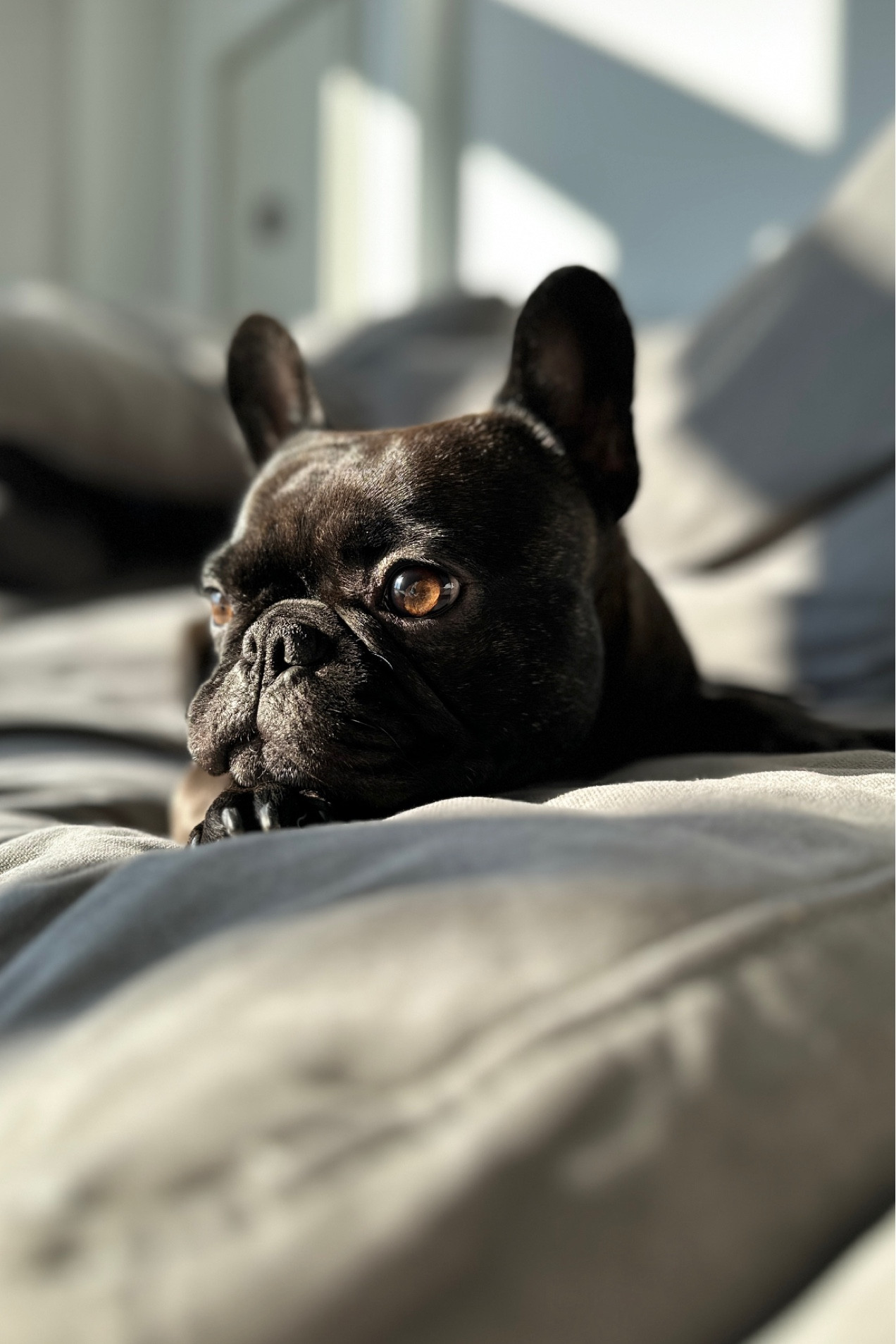 Amazon prime sale for fur babies 

#LTKhome #LTKsalealert #LTKxPrime