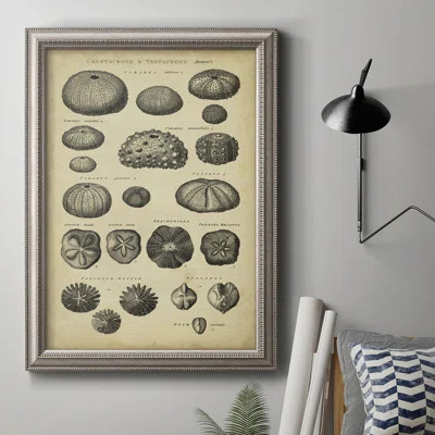Study of Shells III - Picture Frame Print on Canvas | Wayfair North America