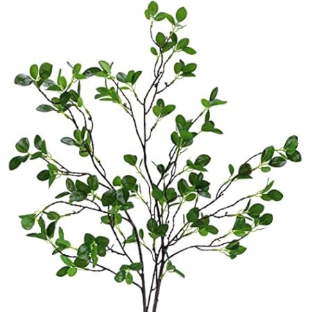Ficus stems 4 Pack | Amazon (US)