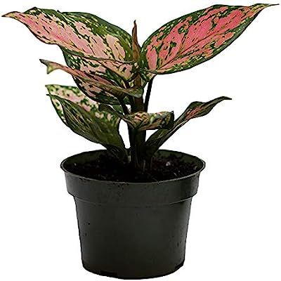 American Plant Exchange Aglaonema Chinese Evergreen Hot Pink Valentine Wishes Live Plant, 4" Pot,... | Amazon (US)