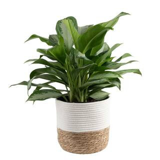 Grower's Choice Aglaonema Indoor Plant in 9.25 in. Decor Basket Pot, Avg. Shipping Height 2-3 ft. Tall | The Home Depot