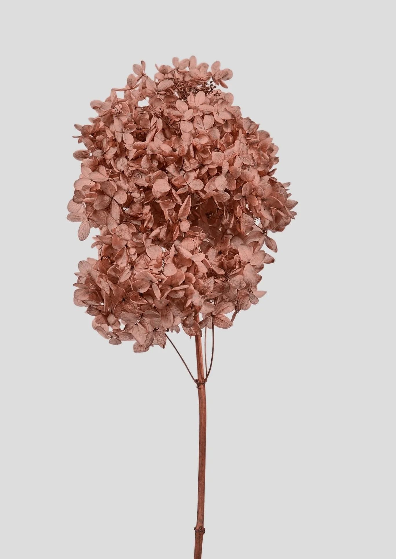 Rose Clay Preserved Cone Hydrangea Flower - 19.5-23.5" | Afloral