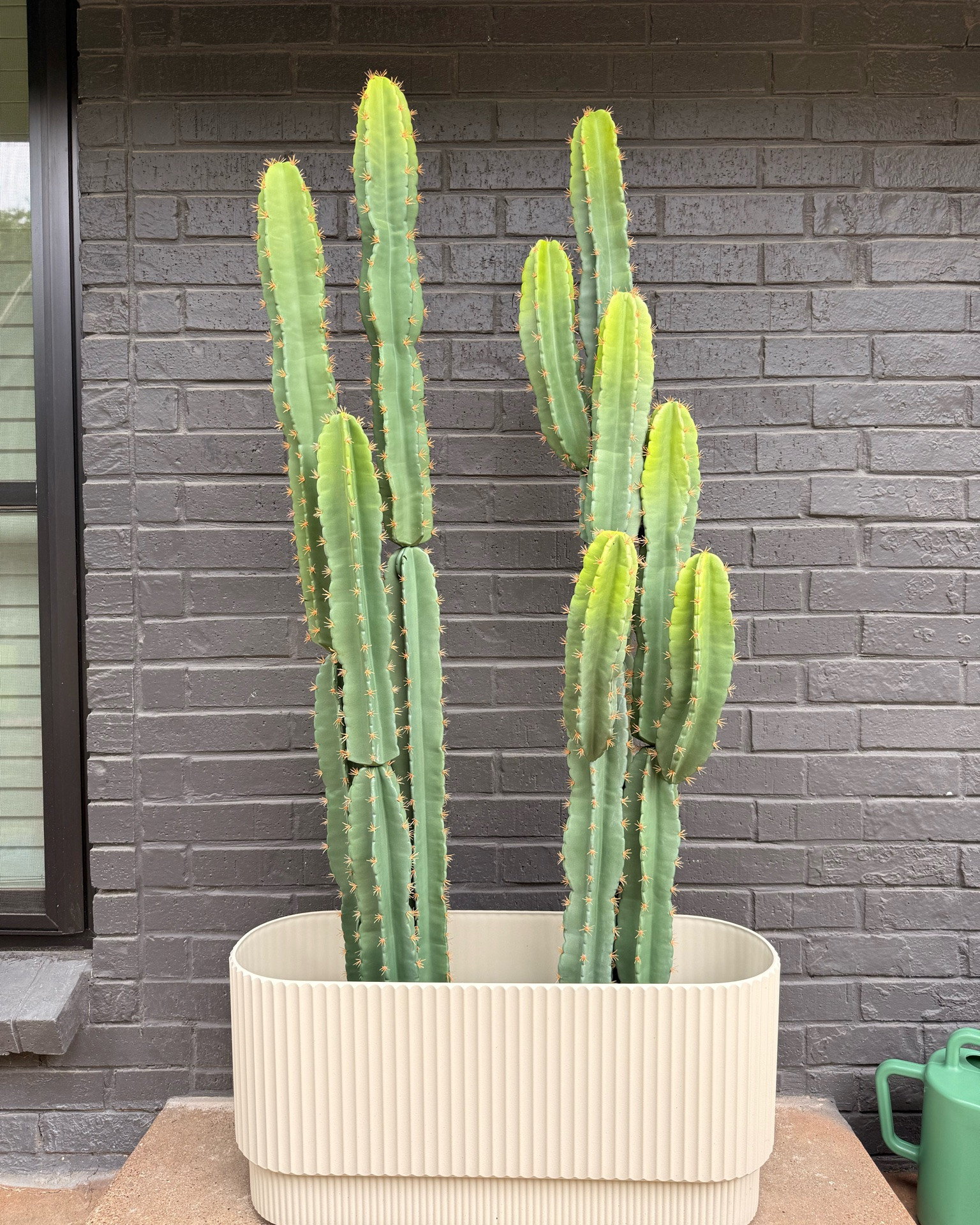 My new favorite fake Cacti without the pricking or maintenance 🌵 Also the pot!

#LTKHome #LTKSeasonal