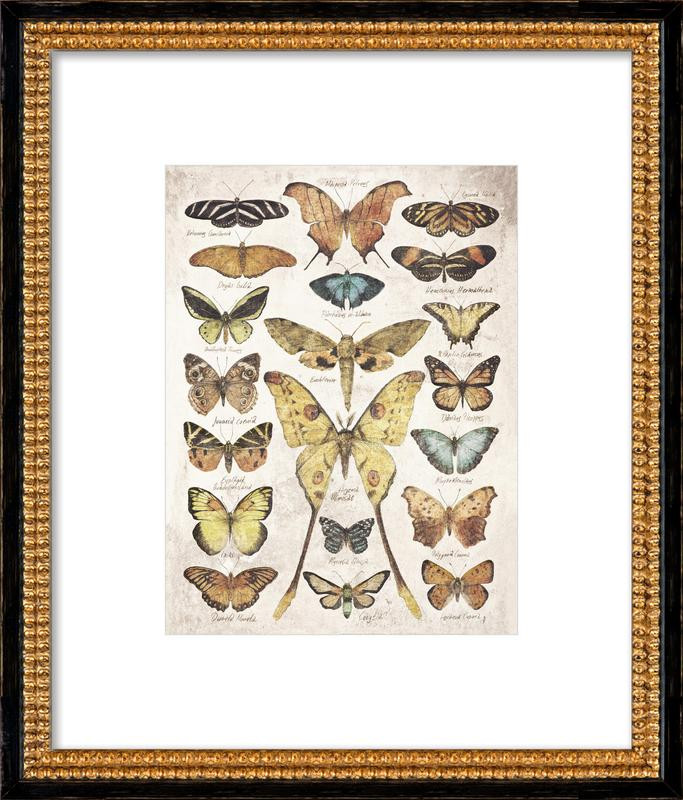 Butterflies and moths | Artfully Walls