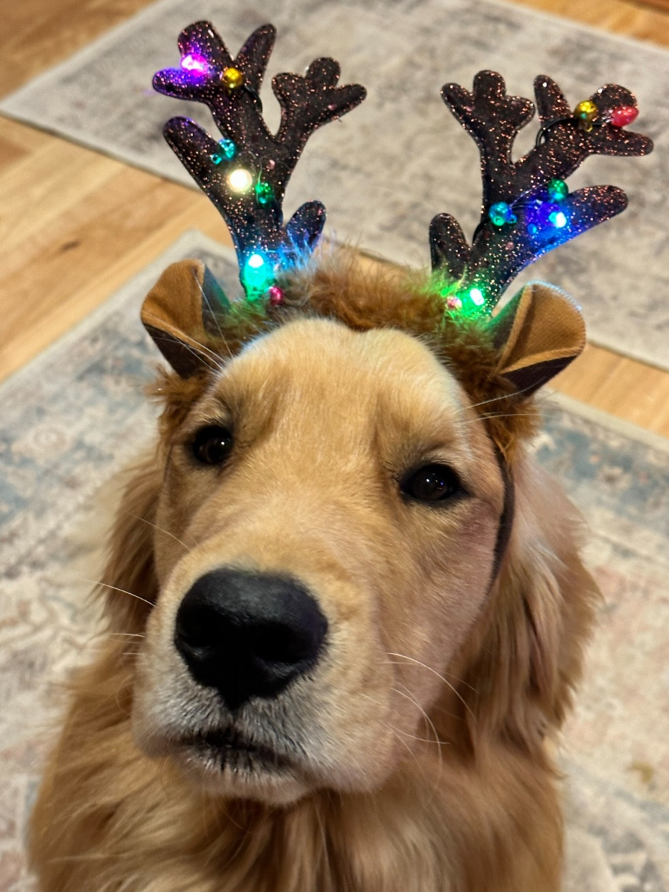 Look! my antlers light up🥰

#LTKstyletip #LTKSeasonal #LTKHoliday