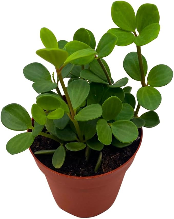 BubbleBlooms Peperomia Hope in a 4 inch Pot rotundifolia | Amazon (US)