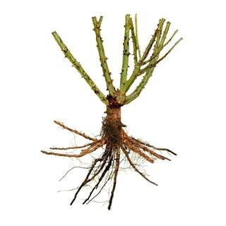 Bare Root Rose Bliss Parfuma with Peach Flowers | The Home Depot