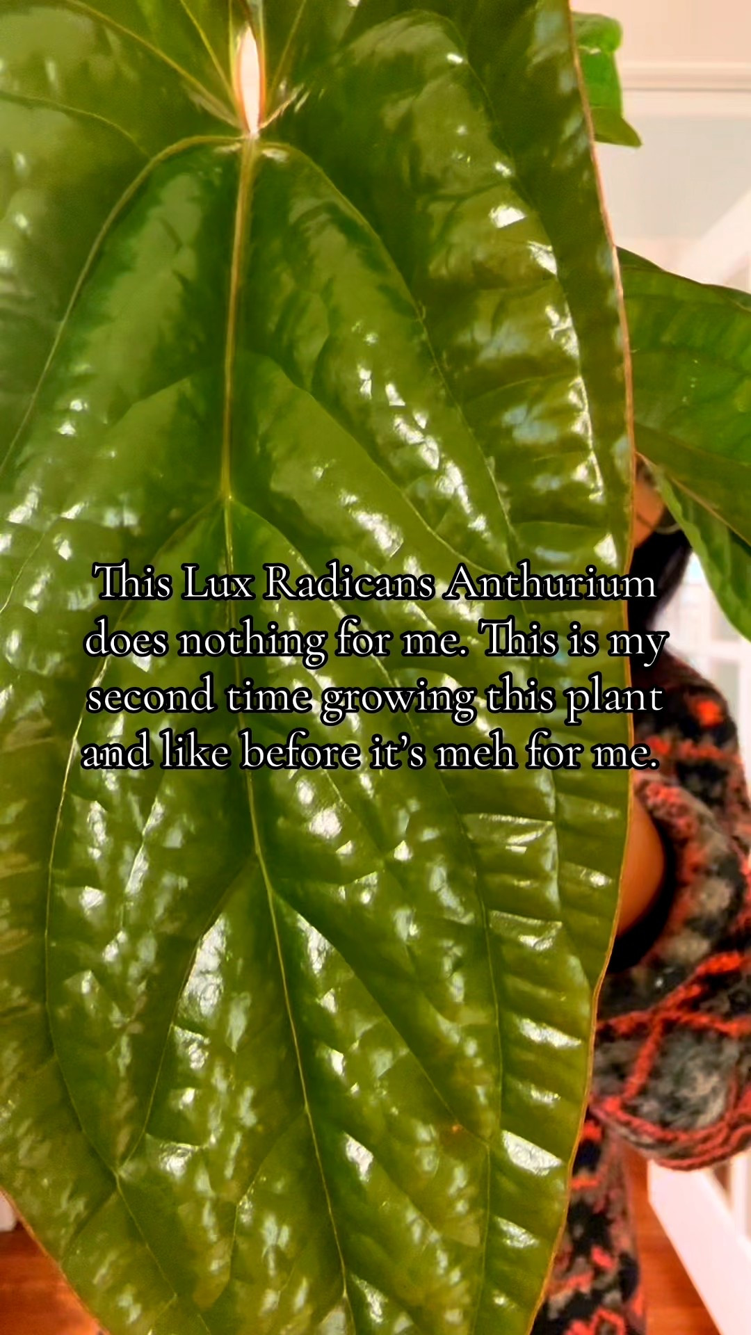 Staying cozy this fall and winter with my houseplants 

#LTKootd #LTKHome #LTKdayinmylife