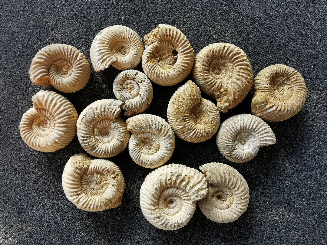 Little ammonite fossil with great detail - Bag of 3 - Great gift for collectors | Etsy (UK)