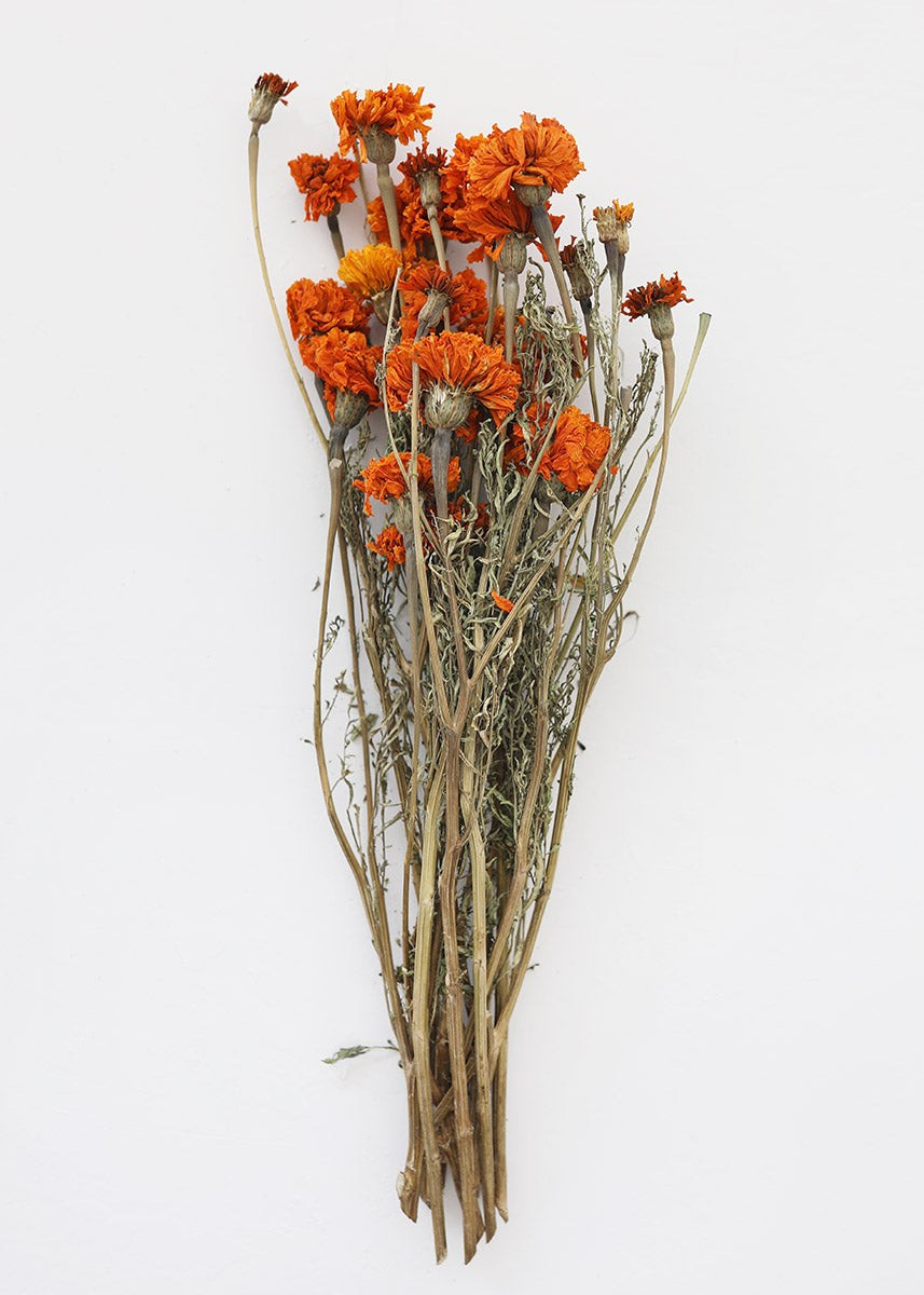 Orange Dried Marigold Flowers - 14-22" | Afloral (US)