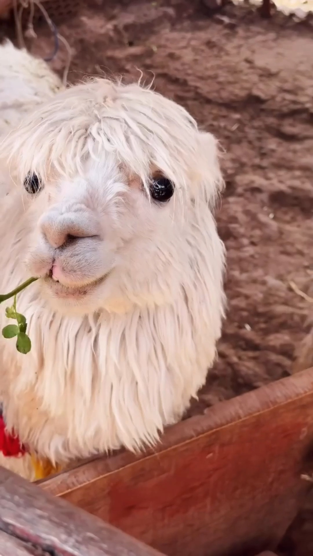 Traveling through Peru’s Sacred Valley, and I’m still processing how intentional travel can transform lives.

The weaving co-op we visited was started by women who turned their traditions into sustainable income, supported by @gadventures & @peru. 

Linking my hiking essentials! 

#LTKTravel #LTKootd #LTKdayinmylife