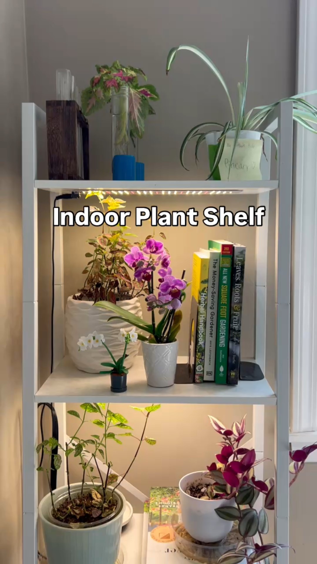 Part 3 of maintaining my indoor plant shelf: My polka dot plants were looking leggy and sparse. So I’m starting fresh by taking a few cuttings and seeing if they can become healthy, independent plants. 

My trusty propagation station has helped me root hundreds of cuttings, which have been planted outside in my garden or kept on my plant shelf inside. Taking cuttings is an interesting process and can help you save money if you’re looking to increase your plant supply. Some cuttings will eagerly root, while others won’t, so it’s best to take a few more than you need. If roots grow, you’ll see them in about 2 weeks.



#indoorplants #propagation #propagationstation #polkadotplant #letsgrowtogether #planttips

#LTKFindsUnder50 #LTKHome