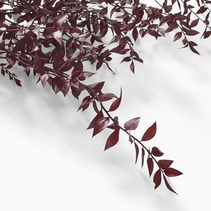 Dried Burgundy Ruscus Branch | West Elm (US)
