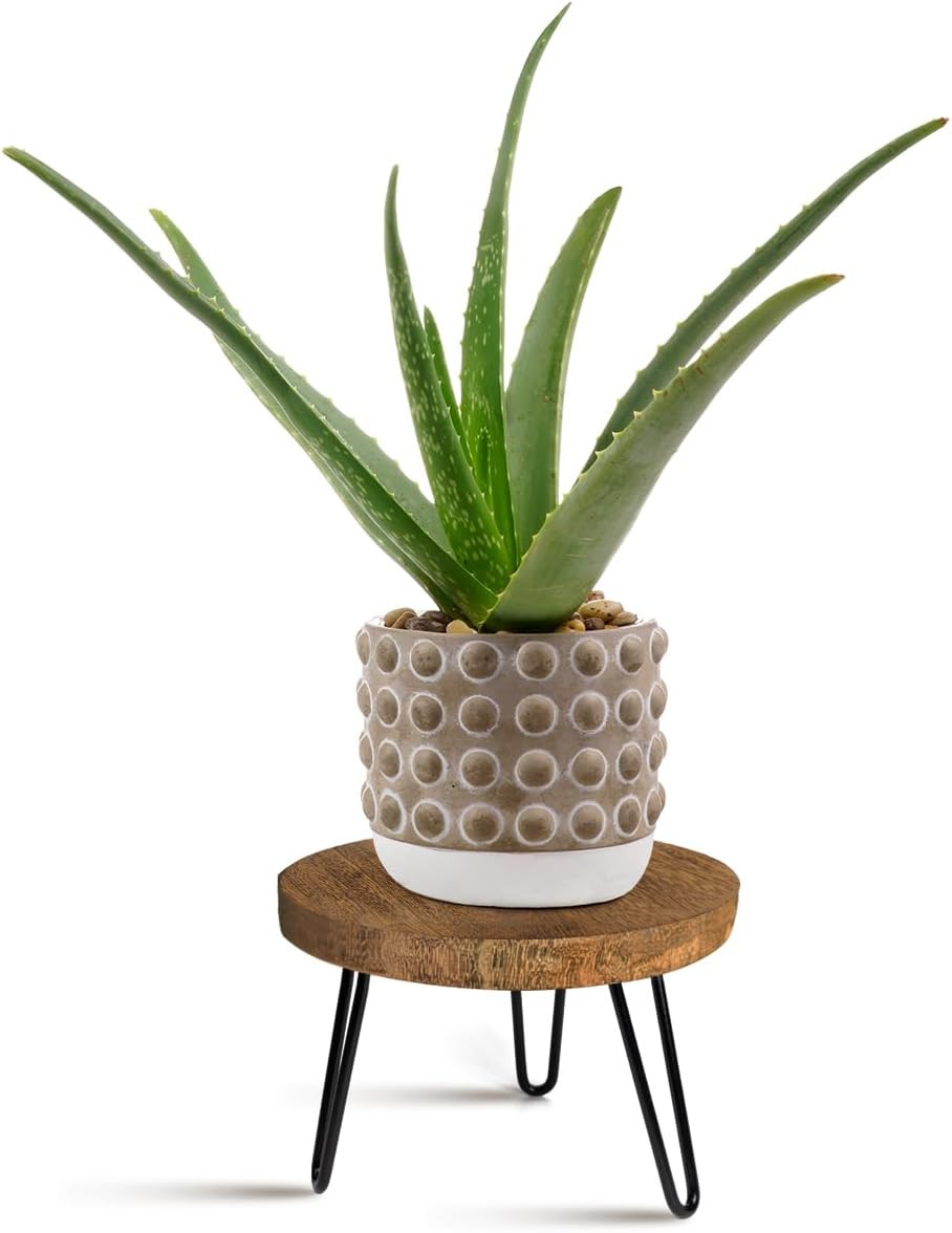 Plant Stand Indoor Outdoor, Wooden plant Stool, Mid Century Plant Stand for Indoor Plants, Wood M... | Amazon (US)