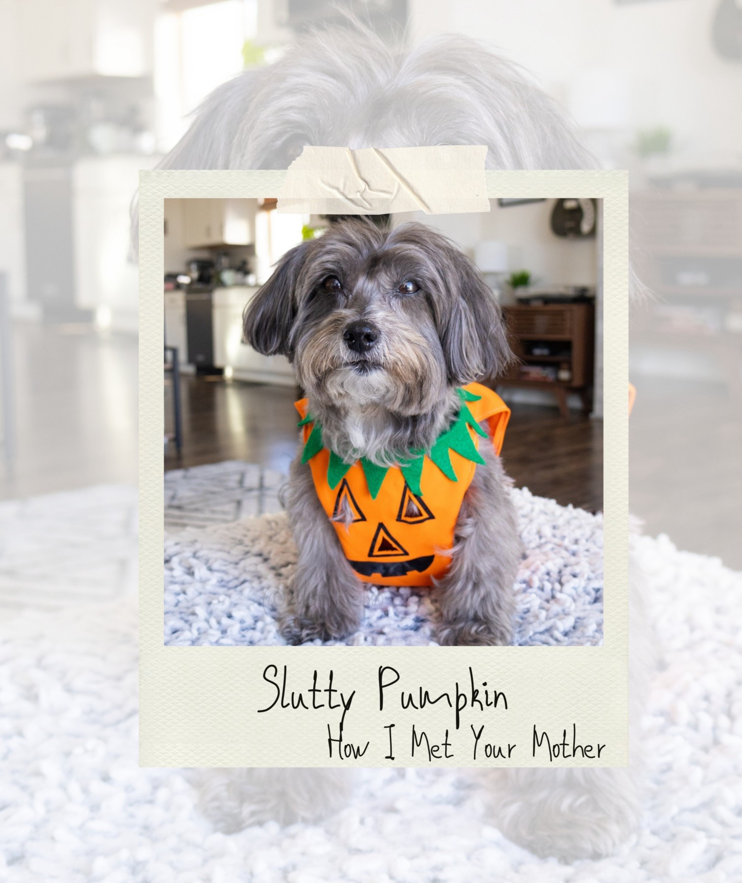 31 Days of Halloween - Slutty pumpkin costume from How I Met Your Mother. While we sewed this by hand, we’ll add some comparable items to pull it off yourself.

#LTKHalloween #LTKSeasonal #LTKPets