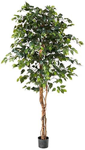 Nearly Natural 6ft. Ficus Artificial Trees, 72in, Green | Amazon (US)