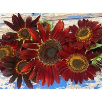 Chocolate Cherry Dark Red Sunflower Annual Heirloom Flower Seeds | Etsy (US)