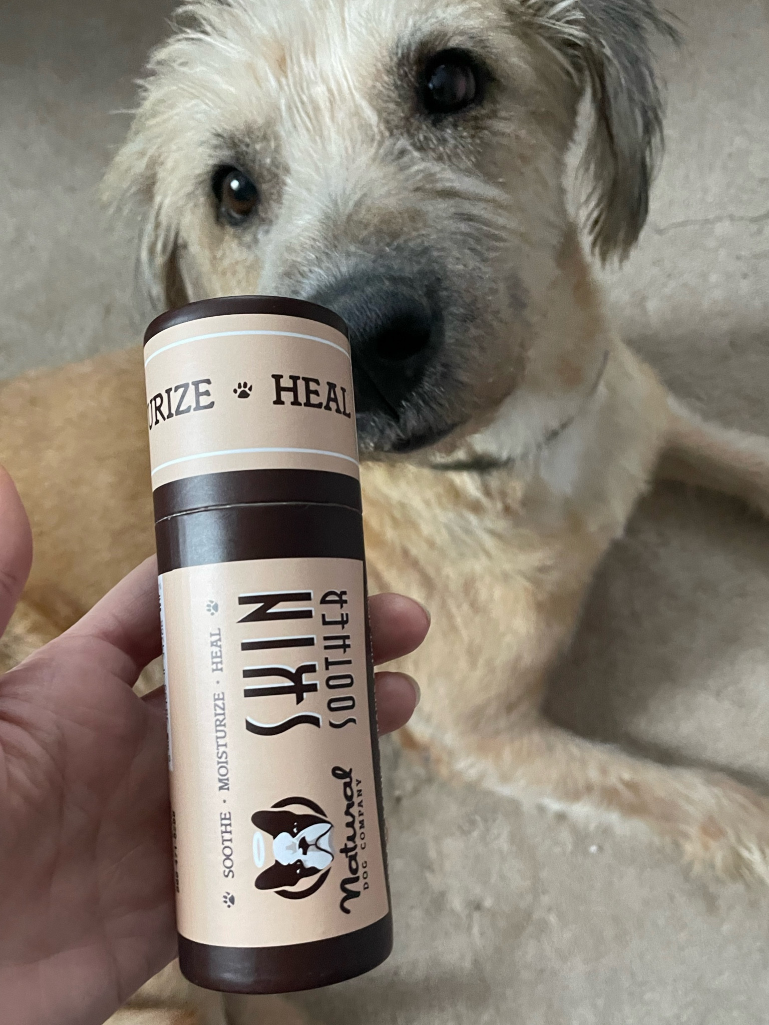 This has been a lifesaver for this sweet boys hot spots and hair loss! #LTKDog #LTKPets 

#LTKunder50