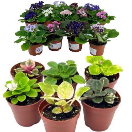 Set of African Violets to spruce up your kitchen window sil 😍