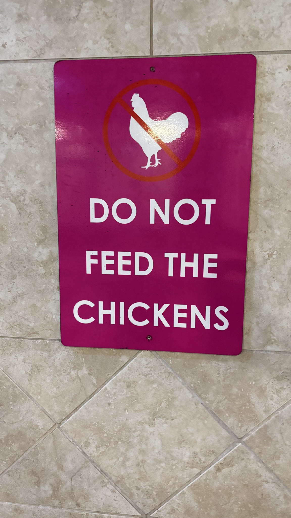 Do not feed the chickens.

#LTKTravel #LTKvlog