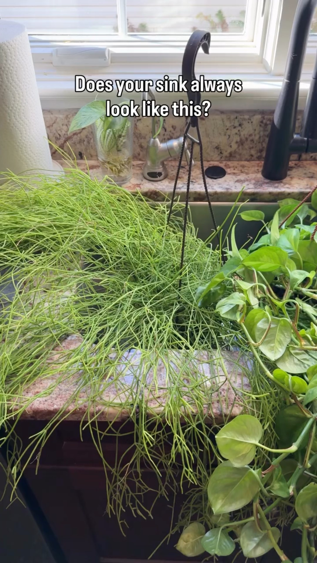Loving this watering hack for all of us who love to water in the sink! Now we can water when the sink is full of dishes or if we want to keep the sink free and clear for actual kitchen activities.😂 

#houseplants #houseplantclub #houseplantsofinstagram #houseplantlove #houseplantcommunity #houseplantclub #houseplantsmakemehappy #houseplantdiary #houseplantaddict #houseplantlover #houseplanthome #houseplantdesign #planter #plantfilledhome #plantdecorideas #plantlover #plantlife #plantmom #plantparenthood #plantsmakepeoplehappy #plantsmakemehappy #plantstyling