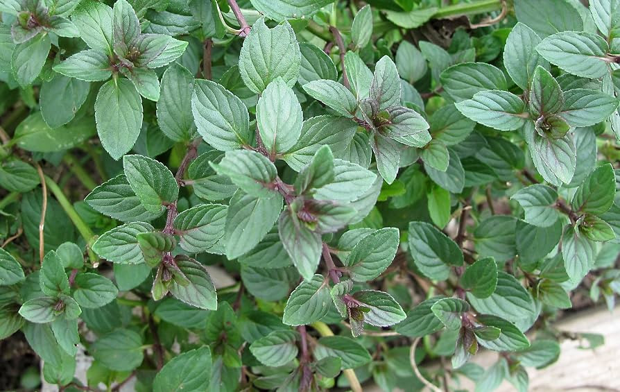 Clovers Garden Chocolate Mint Herb Plants- Two (2) Live Plants - Non-GMO - Not Seeds -Each 4"-8" ... | Amazon (US)