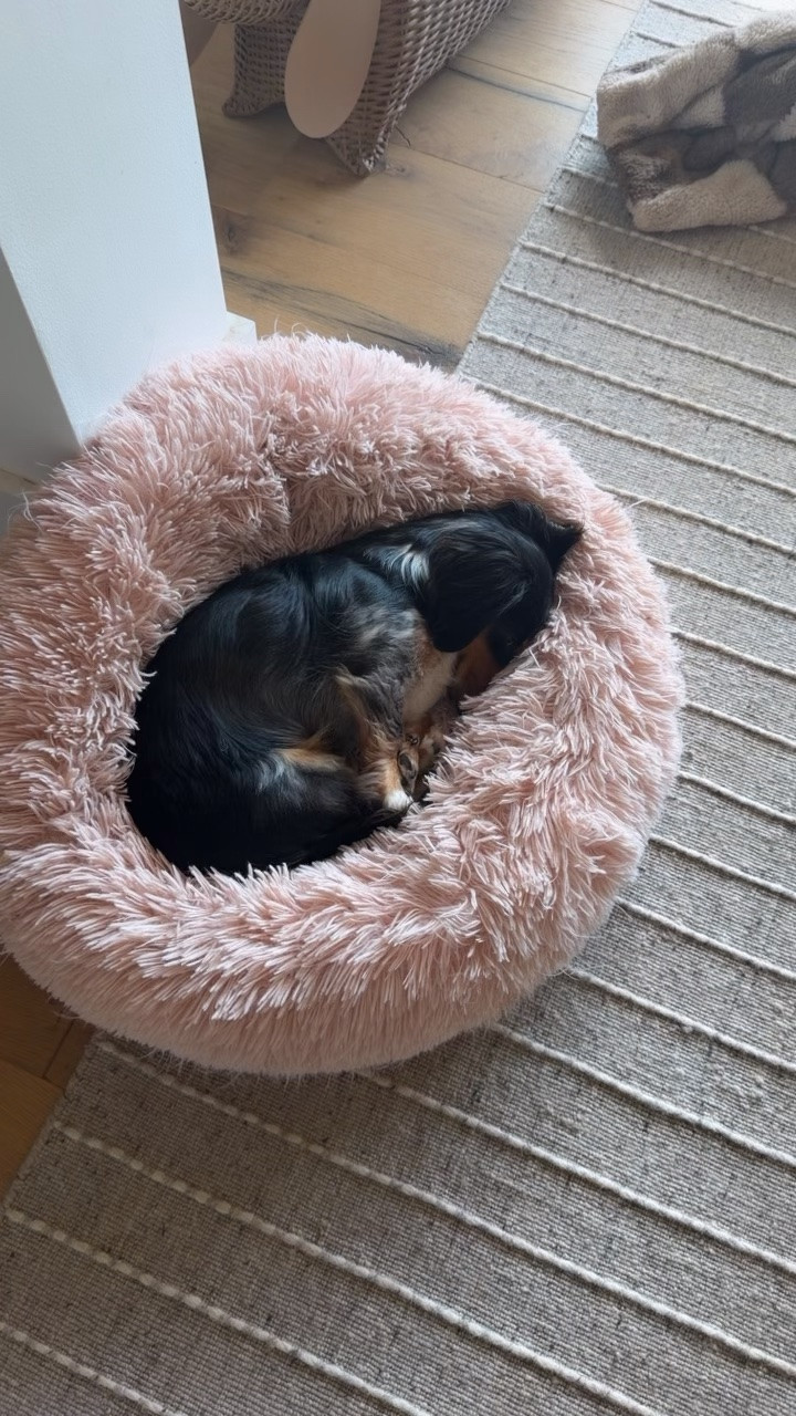 Oaklee loves the calming donut dog bed that Shalia got her. It’s a great price and fast shipping!

#LTKSaleAlert #LTKHome