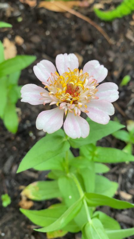 This is your sign to plant zinnia seeds! I planted these the first week of March and they are starting to bloom! This would be a great Mother’s Day gift or activity to do with kids..or to bring joy to yourself 🌼☺️ 

Gardening, zinnias, flowers, flower seeds, Mother’s Day, planting 

#LTKhome #LTKGiftGuide #LTKSeasonal