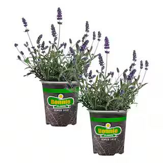 19 oz. Lavender, Live Plant, 2-Pack | The Home Depot