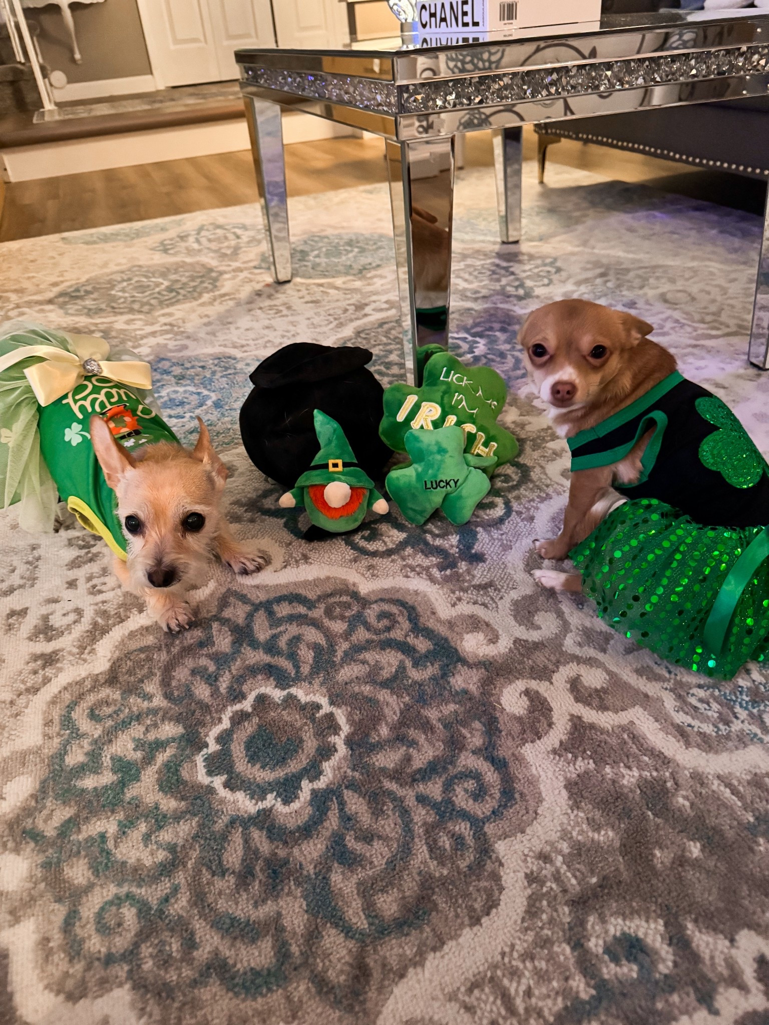 Zoey and Minni are ready for St Patrick’s Day! They have cute st Patrick’s day dresses and st Patrick’s day toys! • st Patrick’s day dog • st Patrick’s day dog toys • dog toys • dog clothes • dog dresses • chihuahua 

#LTKSeasonal #LTKFindsUnder50