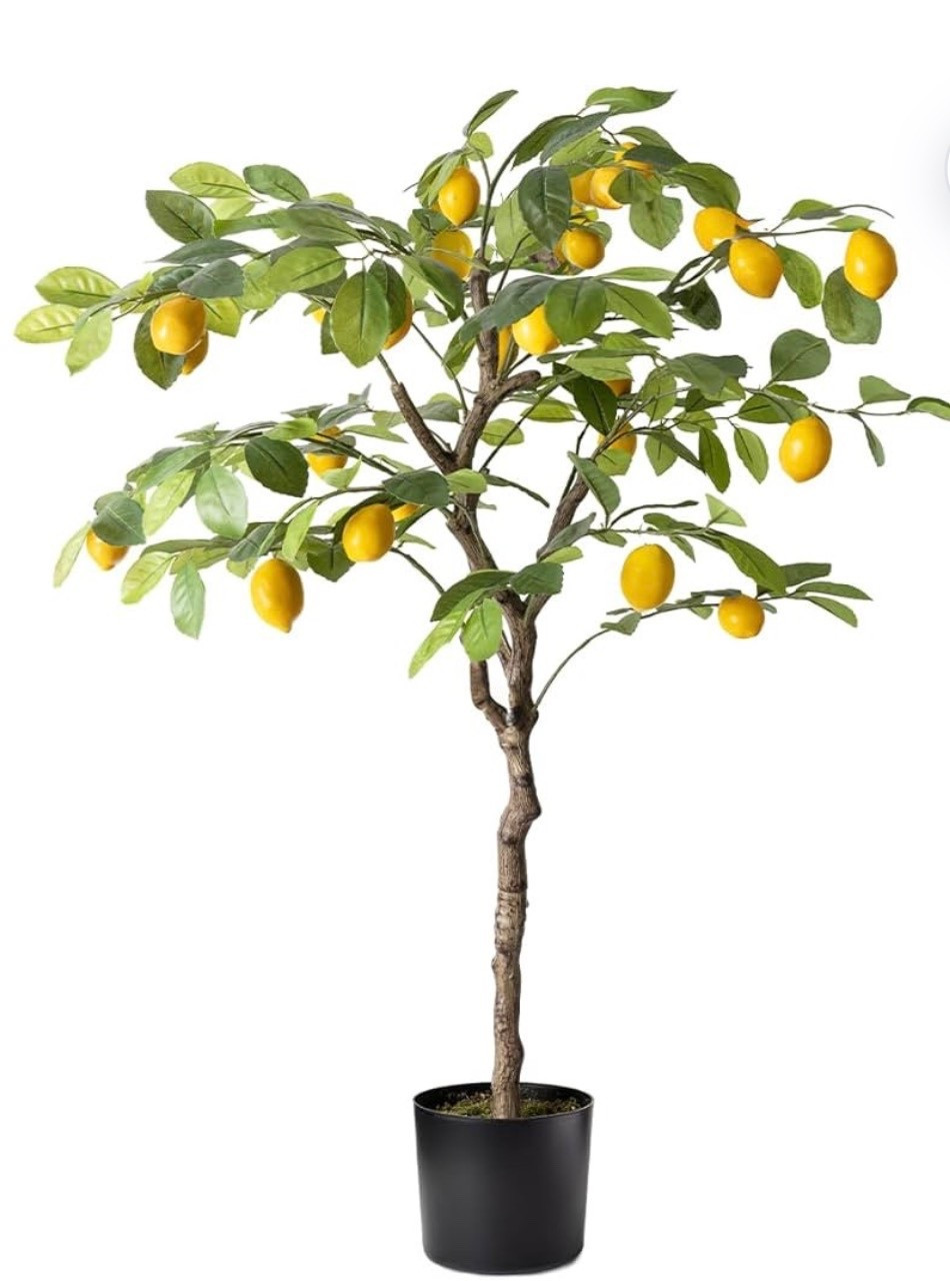 Lemon Tree🍋

#LTKspringtrends #LTKspring #LTKHome